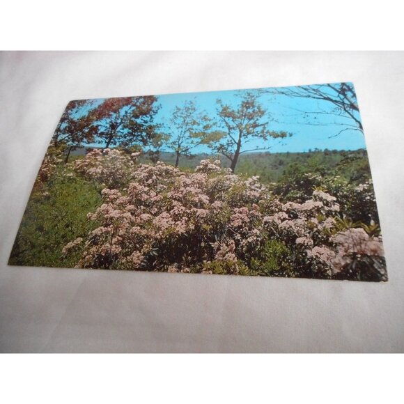 Vintage Postcard unposted 1960s Mountain Laurel Pennsylvania State flower - Picture 1 of 2